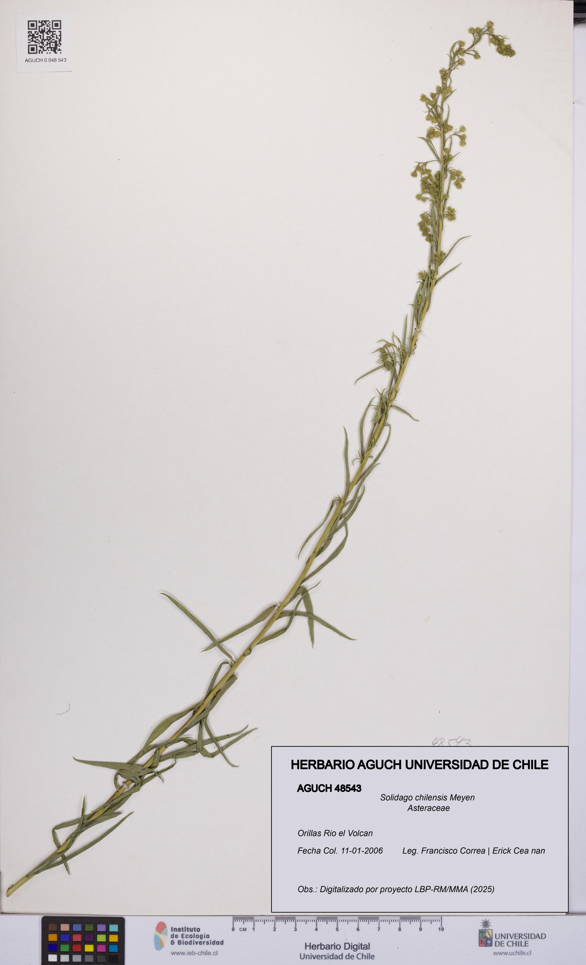 Solidago chilensis [Espécimen: UCH:AGUCH:0048543]