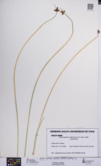 Schoenoplectus californicus [Espécimen: UCH:AGUCH:0048548]