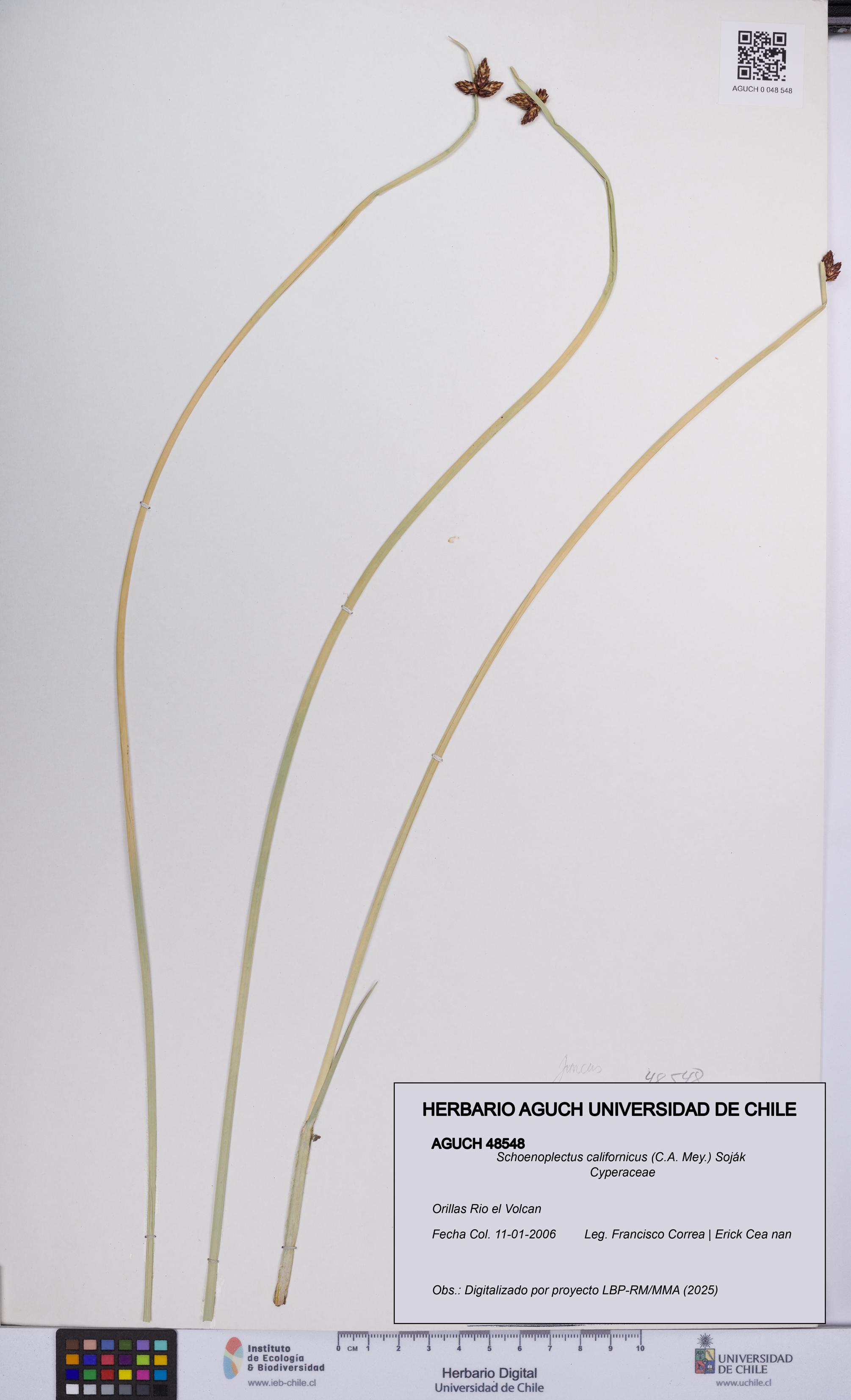 Schoenoplectus californicus [Espécimen: UCH:AGUCH:0048548]