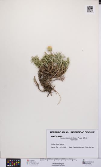 Nassauvia aculeata [Espécimen: UCH:AGUCH:0048553]