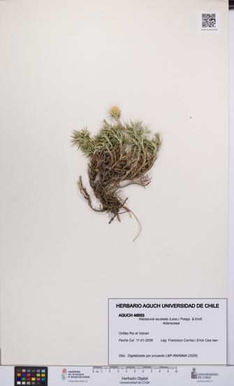 Nassauvia aculeata [Espécimen: UCH:AGUCH:0048553]