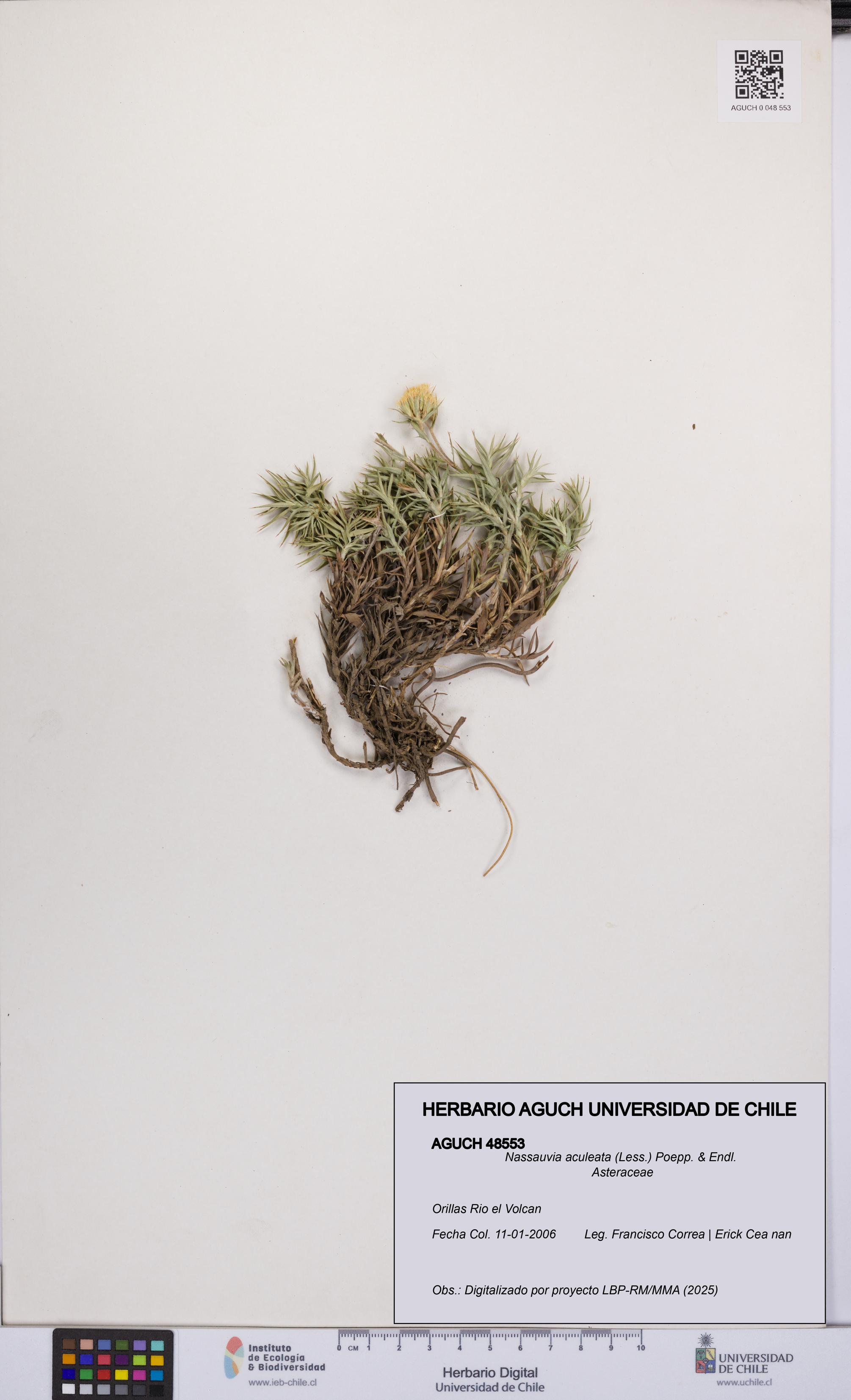 Nassauvia aculeata [Espécimen: UCH:AGUCH:0048553]