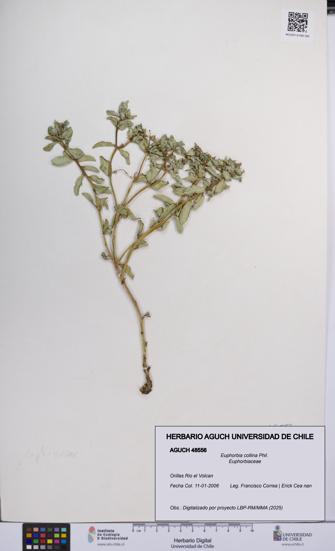 Euphorbia collina [Espécimen: UCH:AGUCH:0048556]