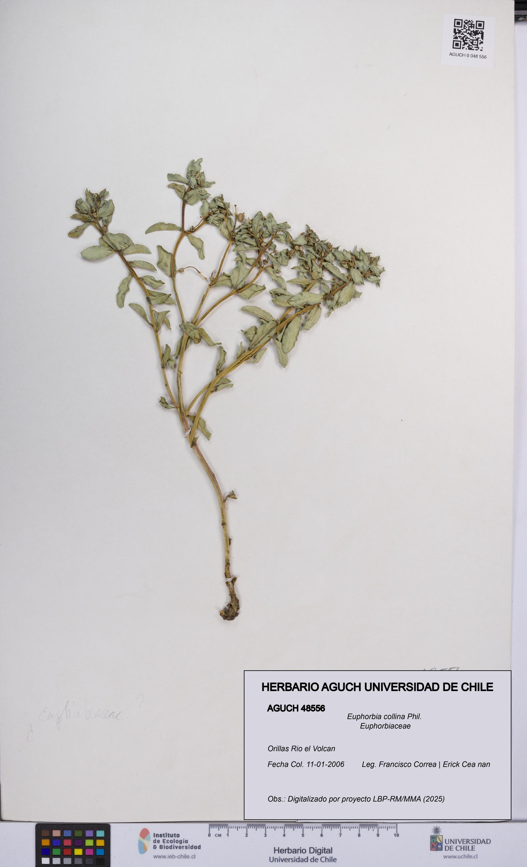 Euphorbia collina [Espécimen: UCH:AGUCH:0048556]