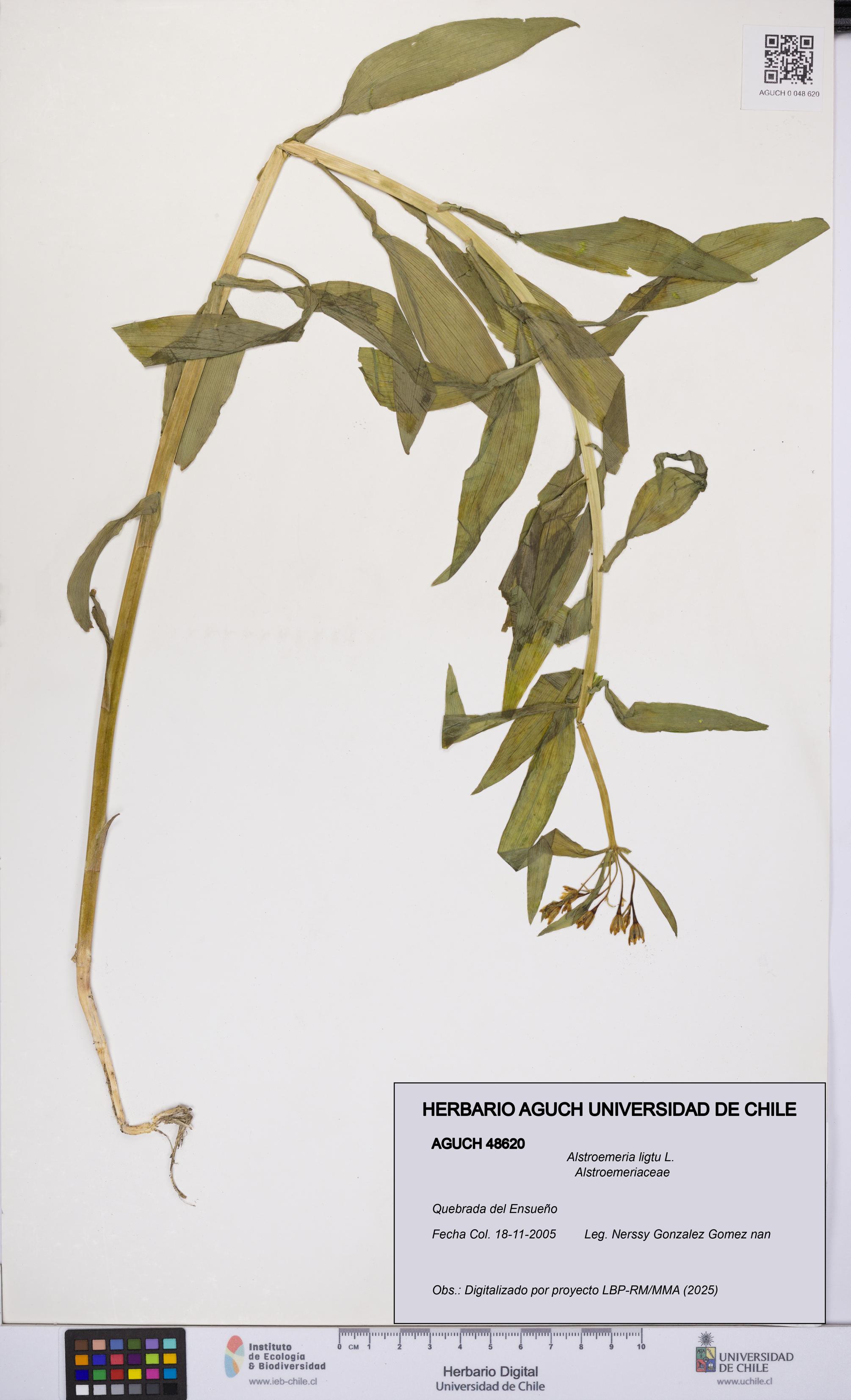 Alstroemeria ligtu [Espécimen: UCH:AGUCH:0048620]