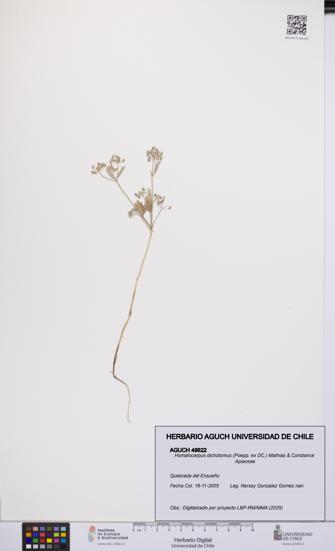 Homalocarpus dichotomus [Espécimen: UCH:AGUCH:0048622]