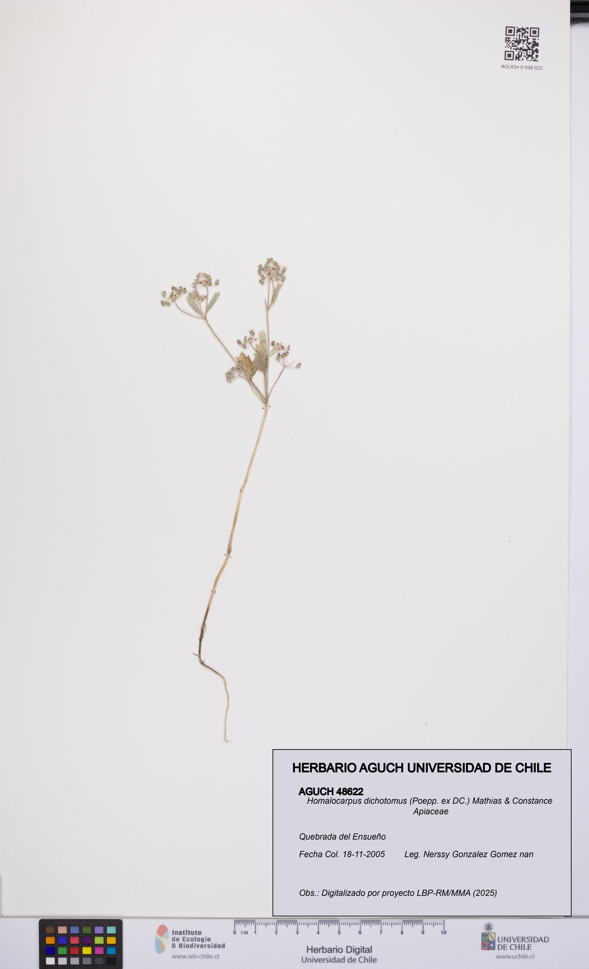 Homalocarpus dichotomus [Espécimen: UCH:AGUCH:0048622]