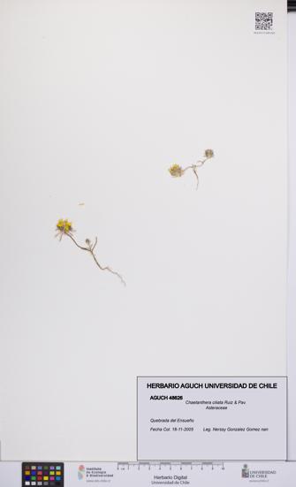 Chaetanthera ciliata [Espécimen: UCH:AGUCH:0048626]
