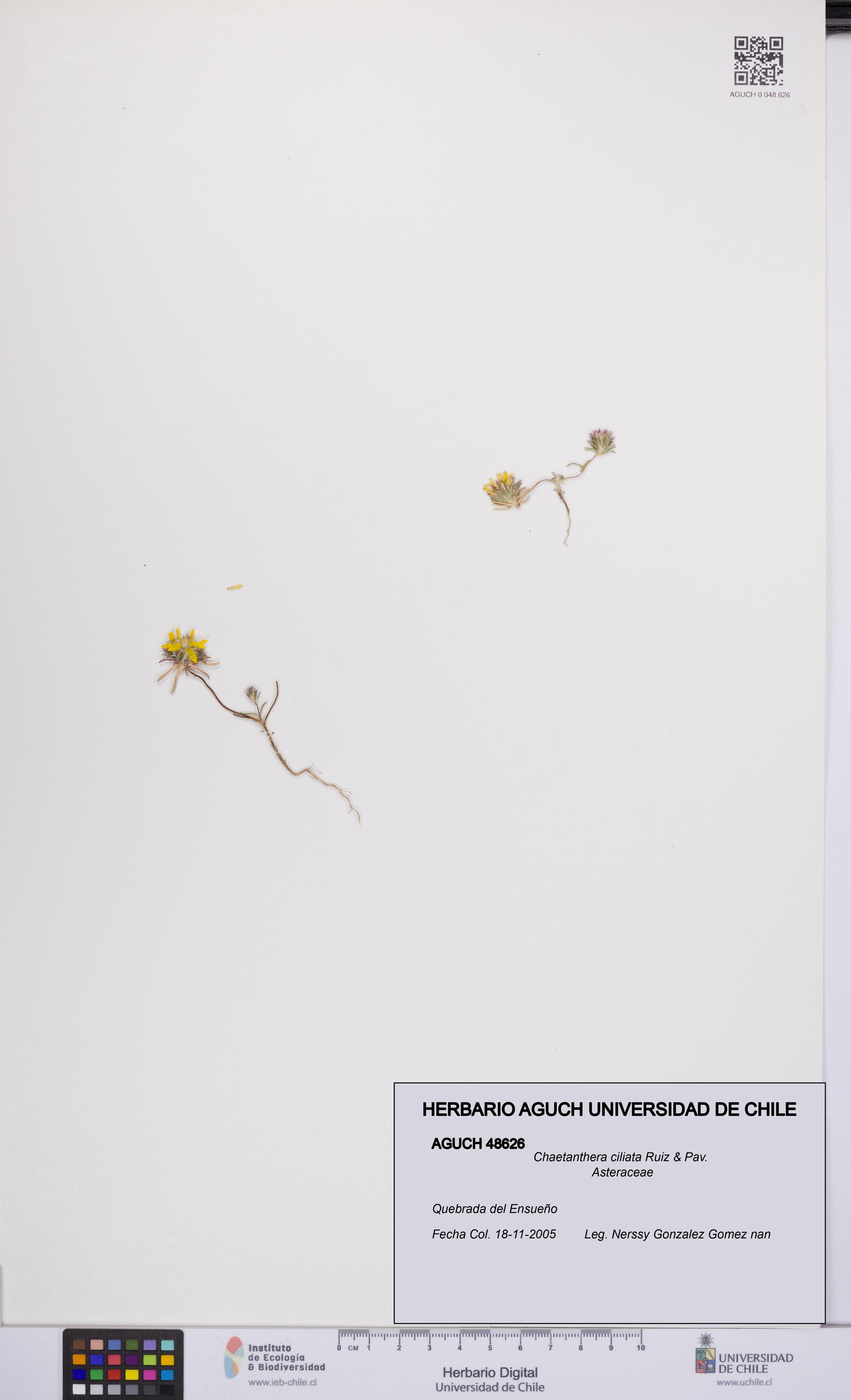 Chaetanthera ciliata [Espécimen: UCH:AGUCH:0048626]