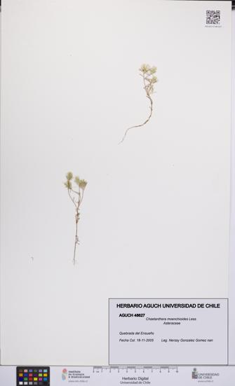 Chaetanthera moenchioides [Espécimen: UCH:AGUCH:0048627]