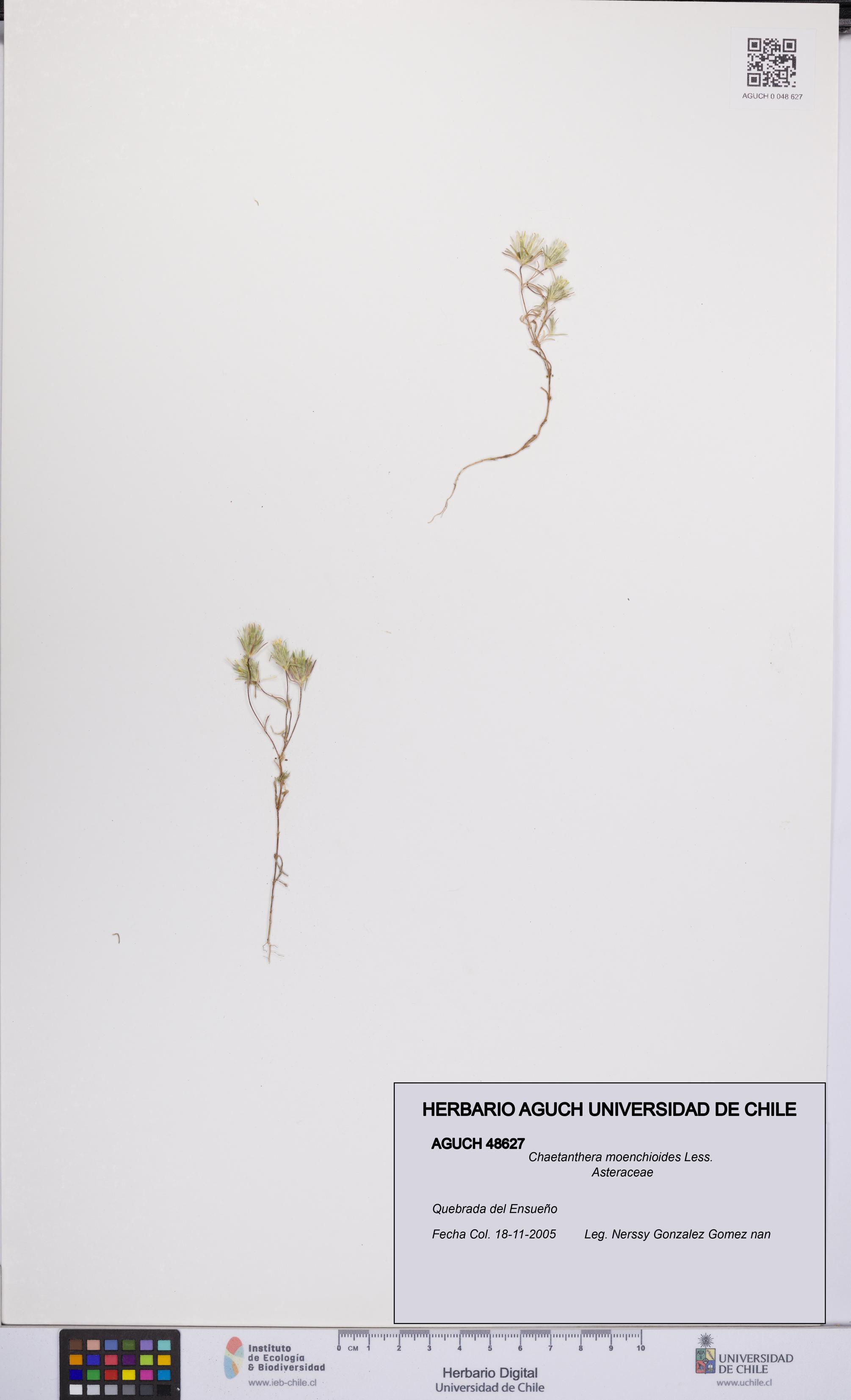 Chaetanthera moenchioides [Espécimen: UCH:AGUCH:0048627]