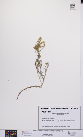 Cryptantha linearis [Espécimen: UCH:AGUCH:0048638]