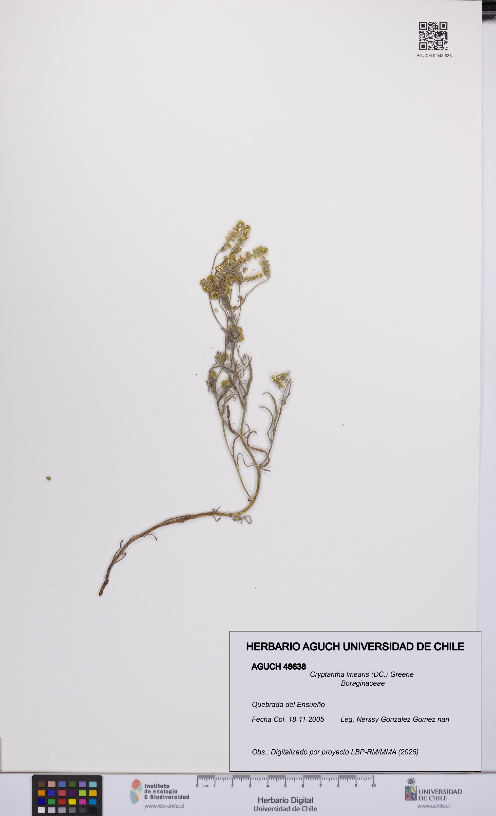 Cryptantha linearis [Espécimen: UCH:AGUCH:0048638]