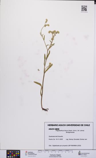 Plagiobothrys fulvus [Espécimen: UCH:AGUCH:0048639]