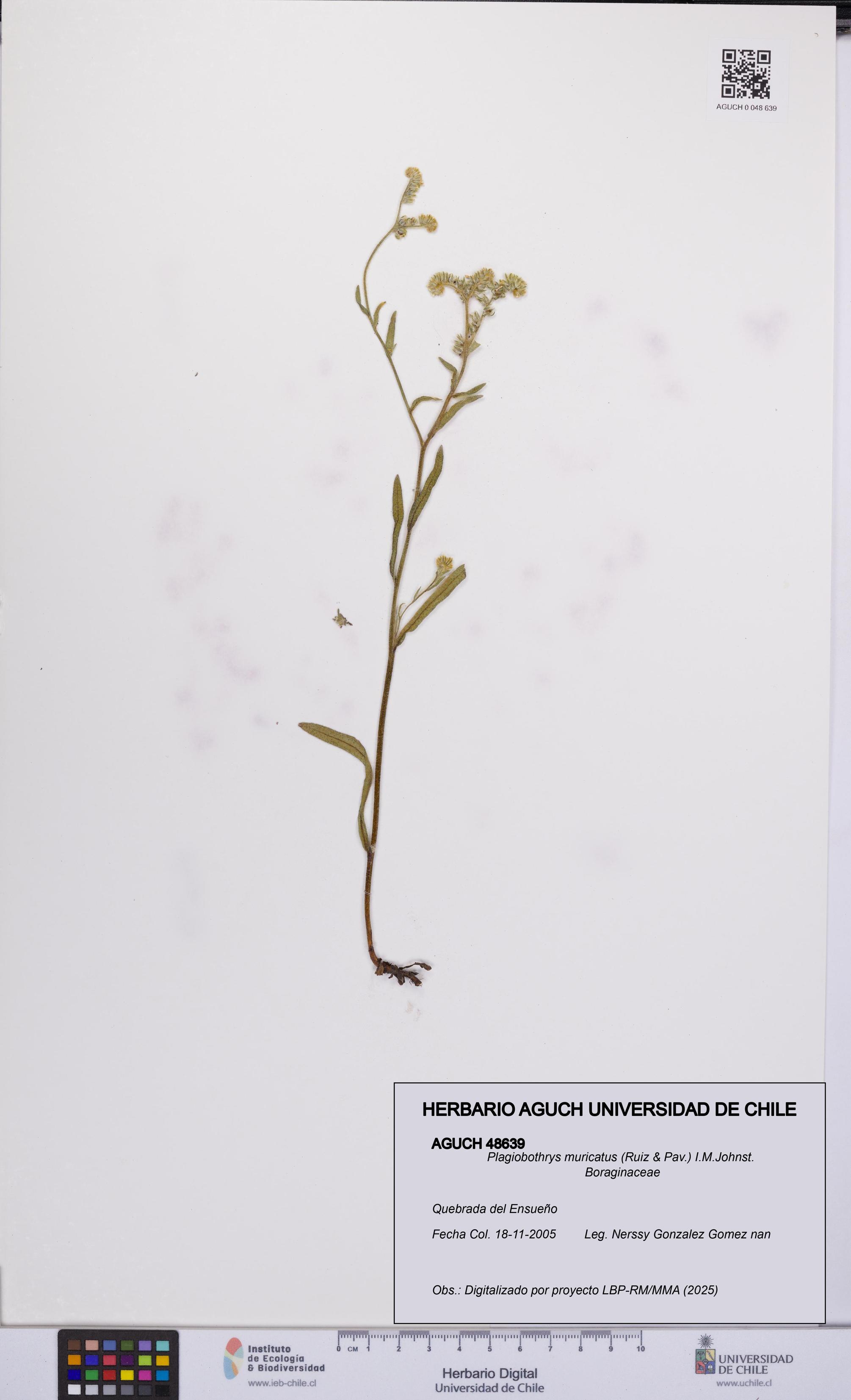 Plagiobothrys muricatus [Espécimen: ]