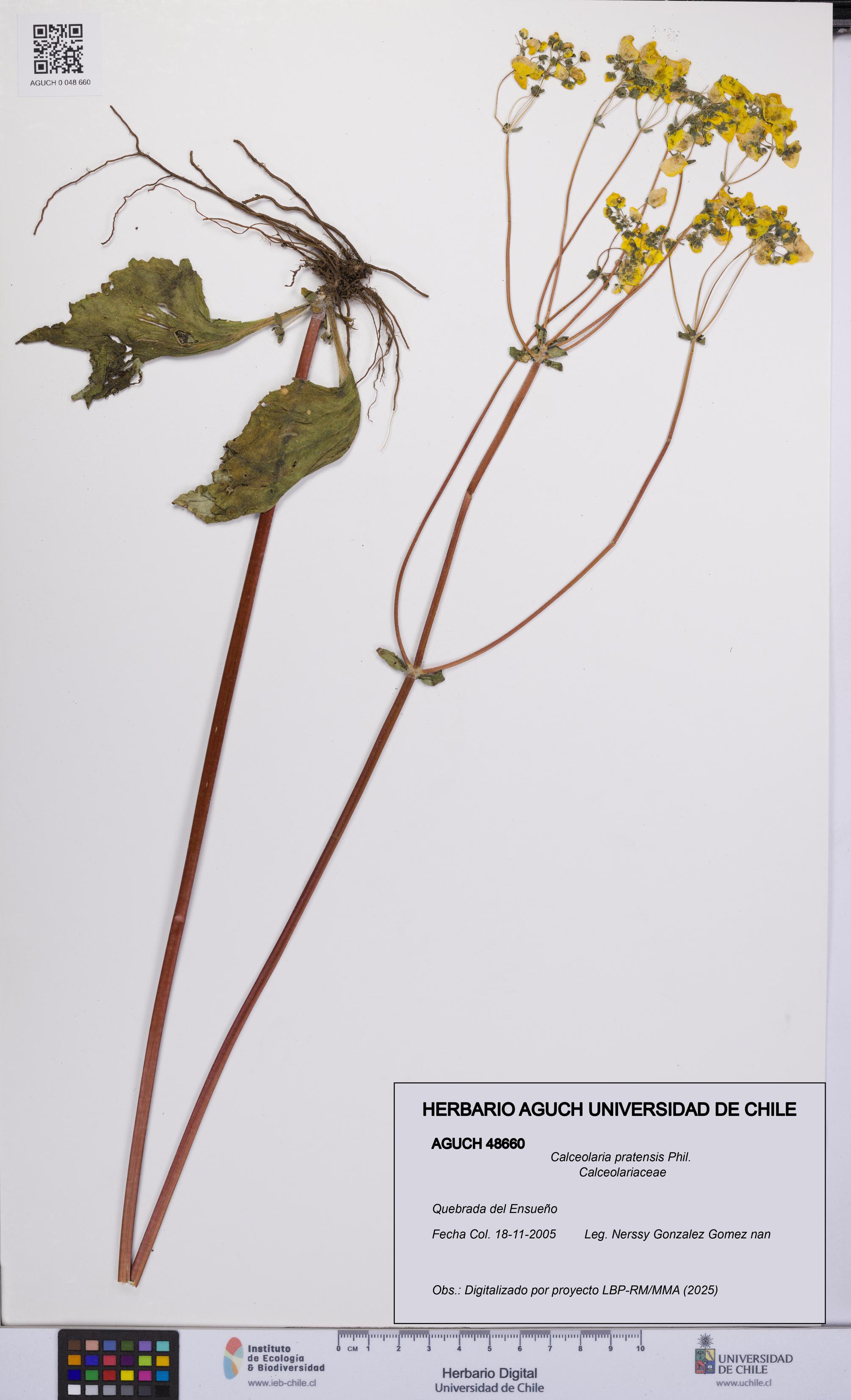 Calceolaria pratensis [Espécimen: UCH:AGUCH:0048660]