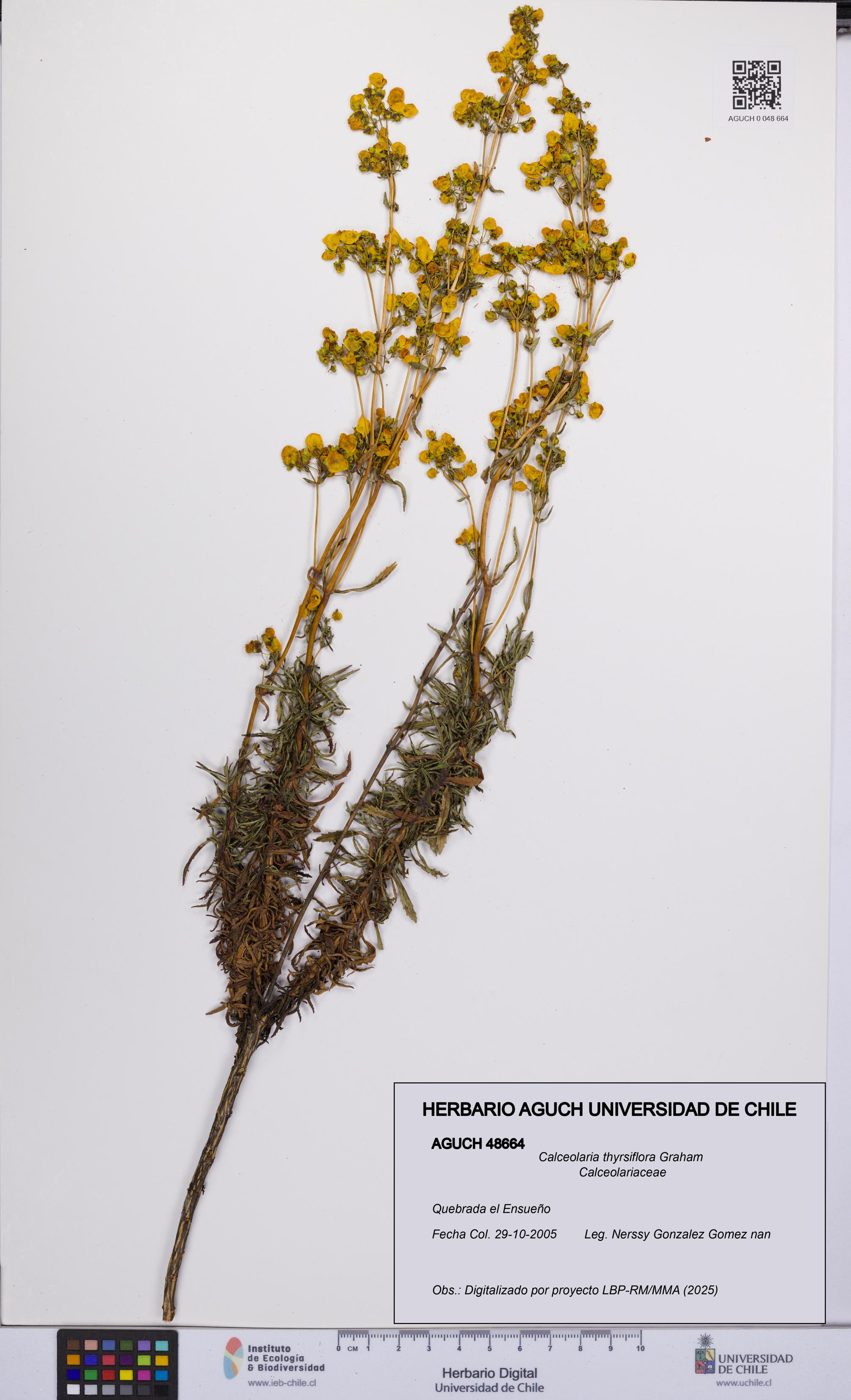 Calceolaria thyrsiflora [Espécimen: UCH:AGUCH:0048664]