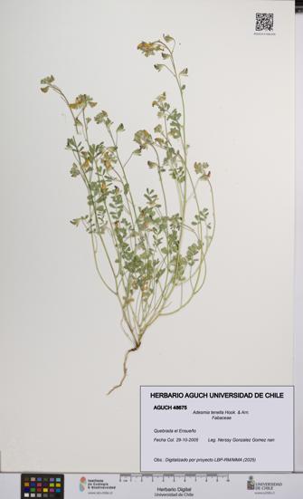 Adesmia tenella [Espécimen: UCH:AGUCH:0048675]