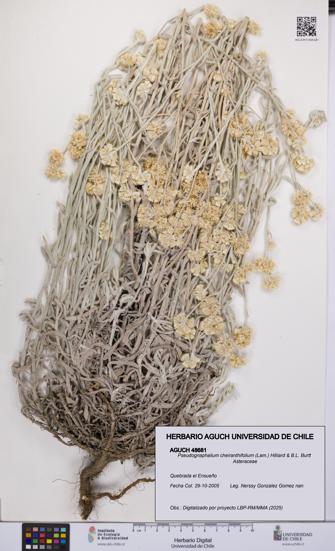 Pseudognaphalium cheiranthifolium [Espécimen: UCH:AGUCH:0048681]