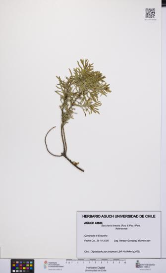 Baccharis linearis [Espécimen: UCH:AGUCH:0048683]