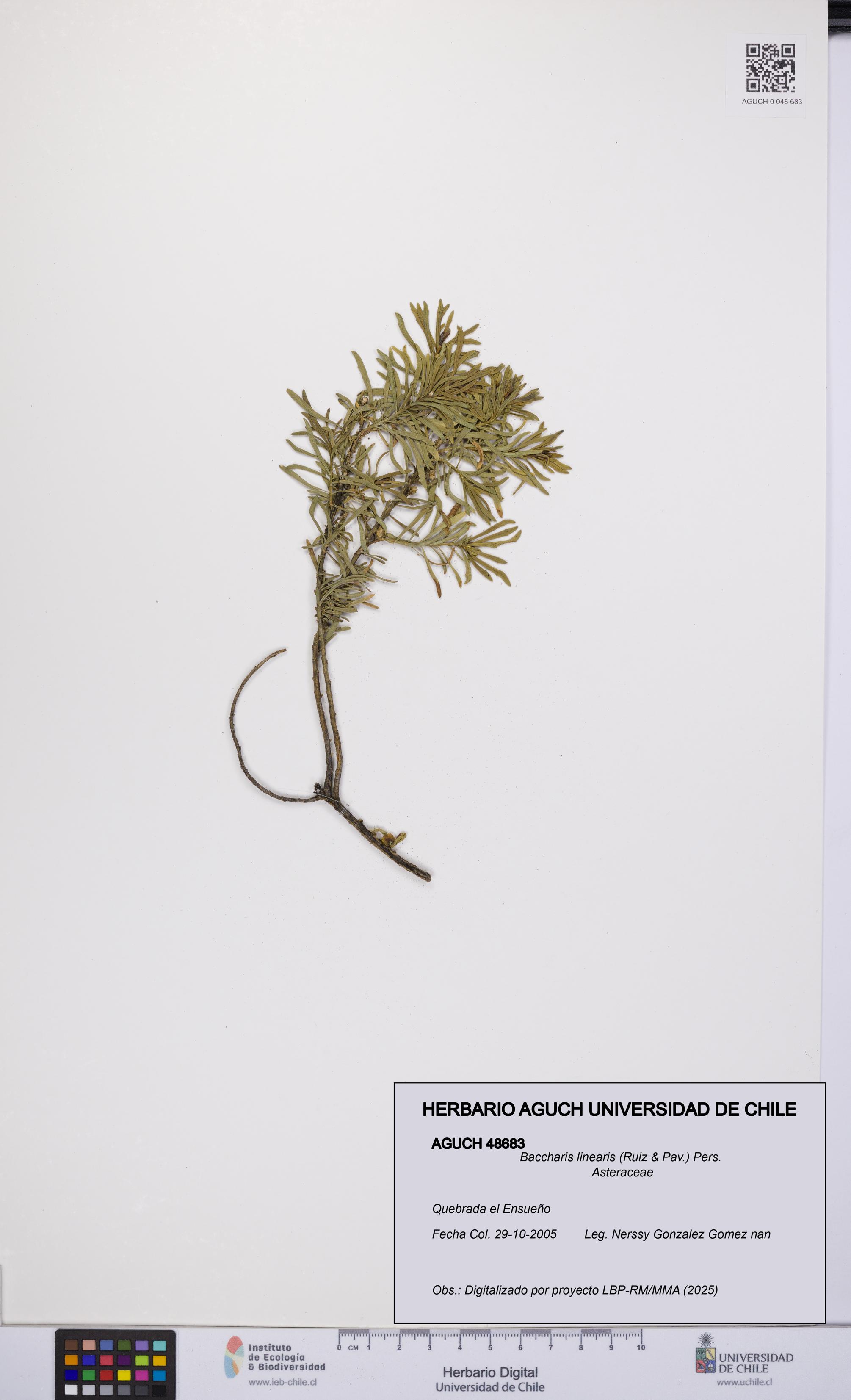 Baccharis linearis [Espécimen: UCH:AGUCH:0048683]