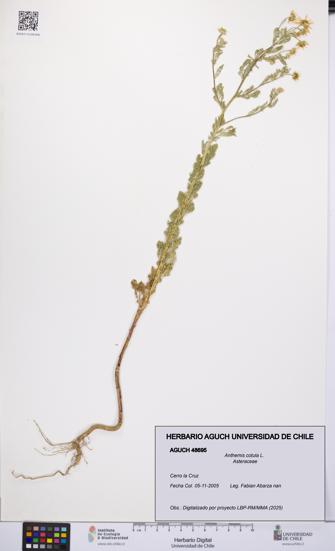 Anthemis cotula [Espécimen: UCH:AGUCH:0048695]