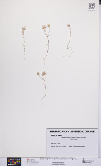 Chaetanthera linearis [Espécimen: UCH:AGUCH:0048697]