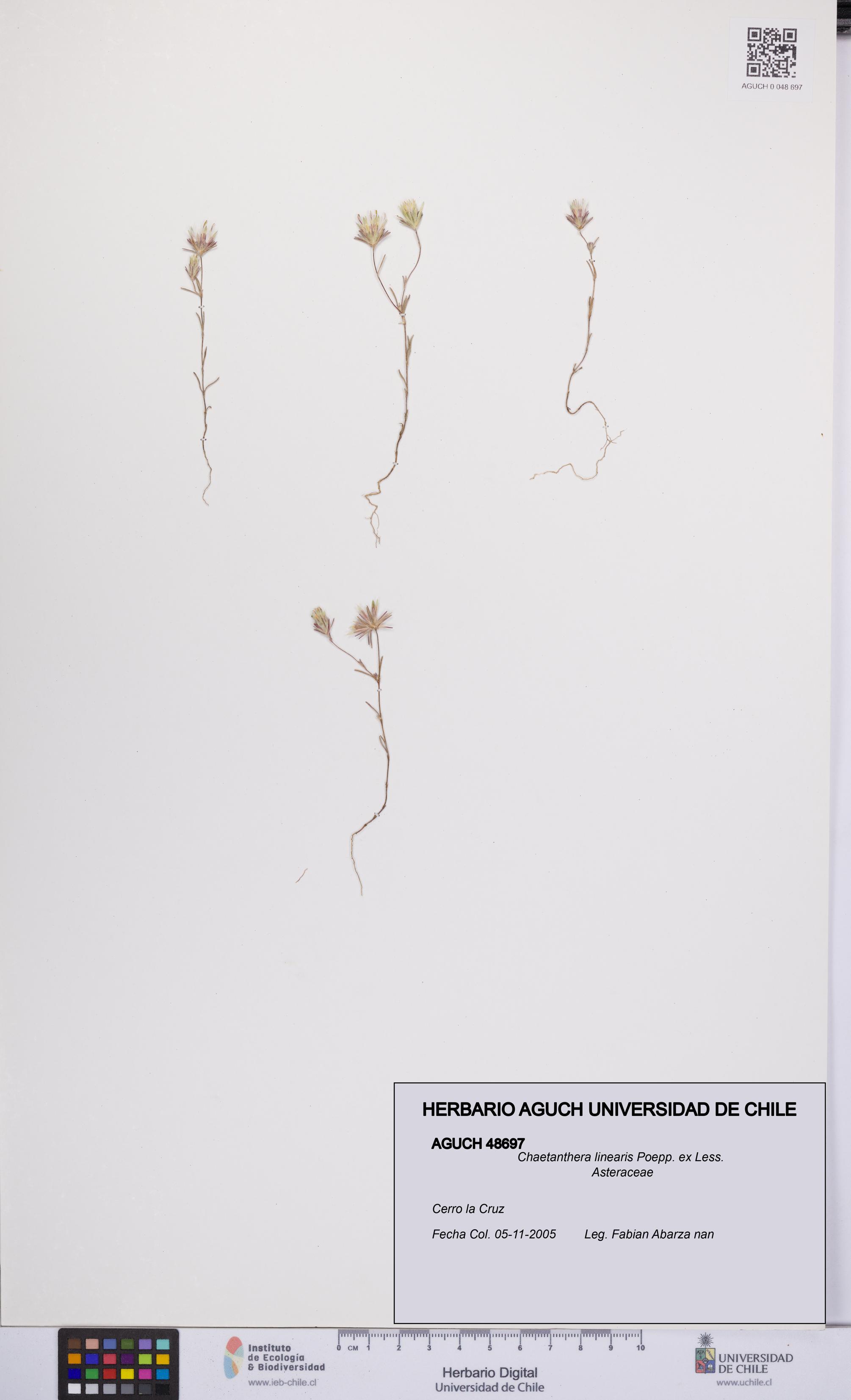 Chaetanthera linearis [Espécimen: UCH:AGUCH:0048697]