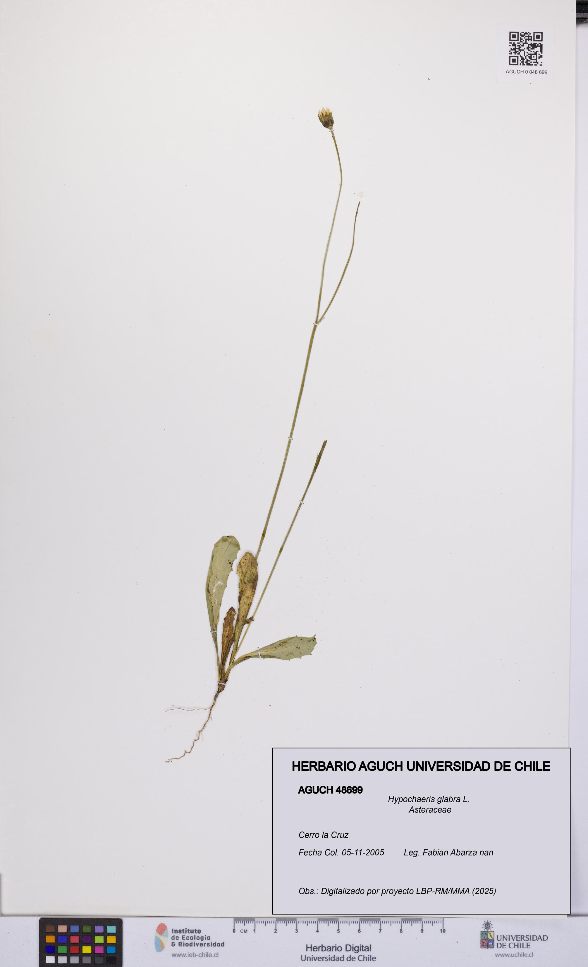 Hypochaeris glabra [Espécimen: UCH:AGUCH:0048699]