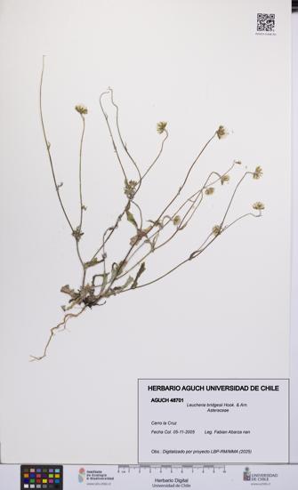 Leucheria bridgesii [Espécimen: UCH:AGUCH:0048701]