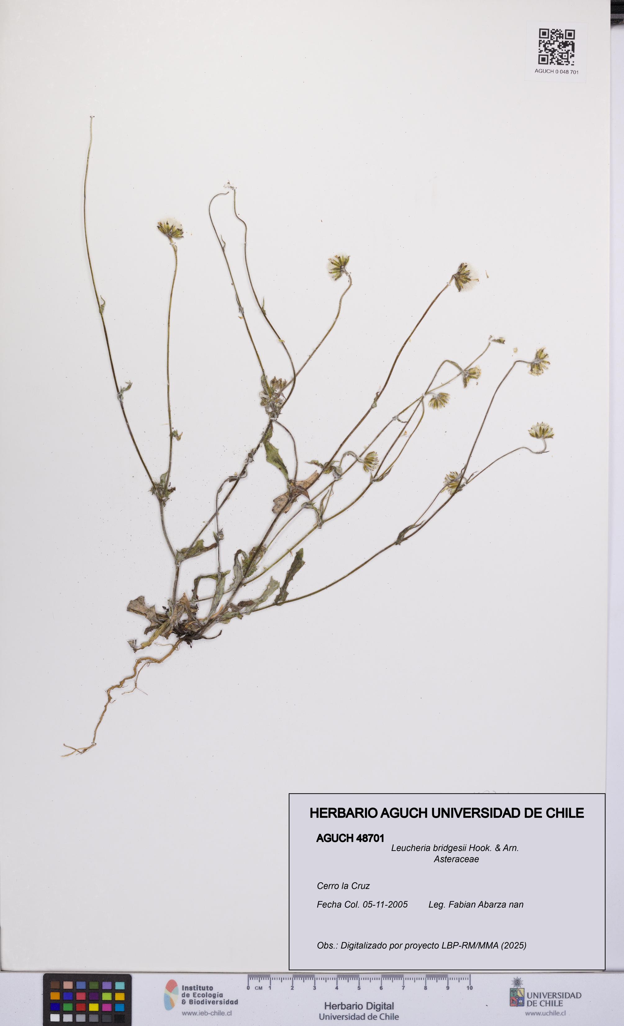 Leucheria bridgesii [Espécimen: UCH:AGUCH:0048701]