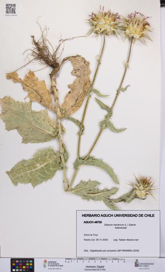 Silybum marianum [Espécimen: UCH:AGUCH:0048703]