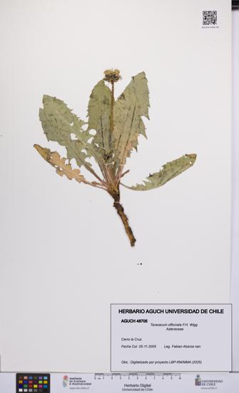Taraxacum officinale [Espécimen: UCH:AGUCH:0048705]
