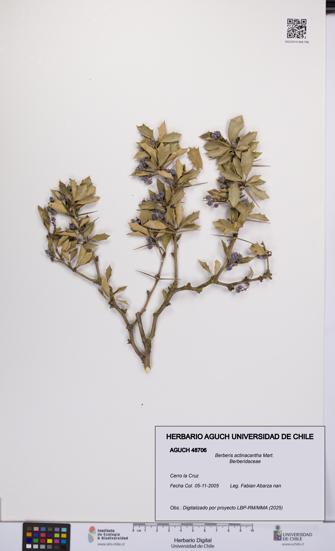 Berberis actinacantha [Espécimen: UCH:AGUCH:0048706]