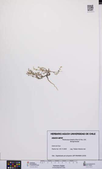 Pectocarya linearis [Espécimen: UCH:AGUCH:0048707]