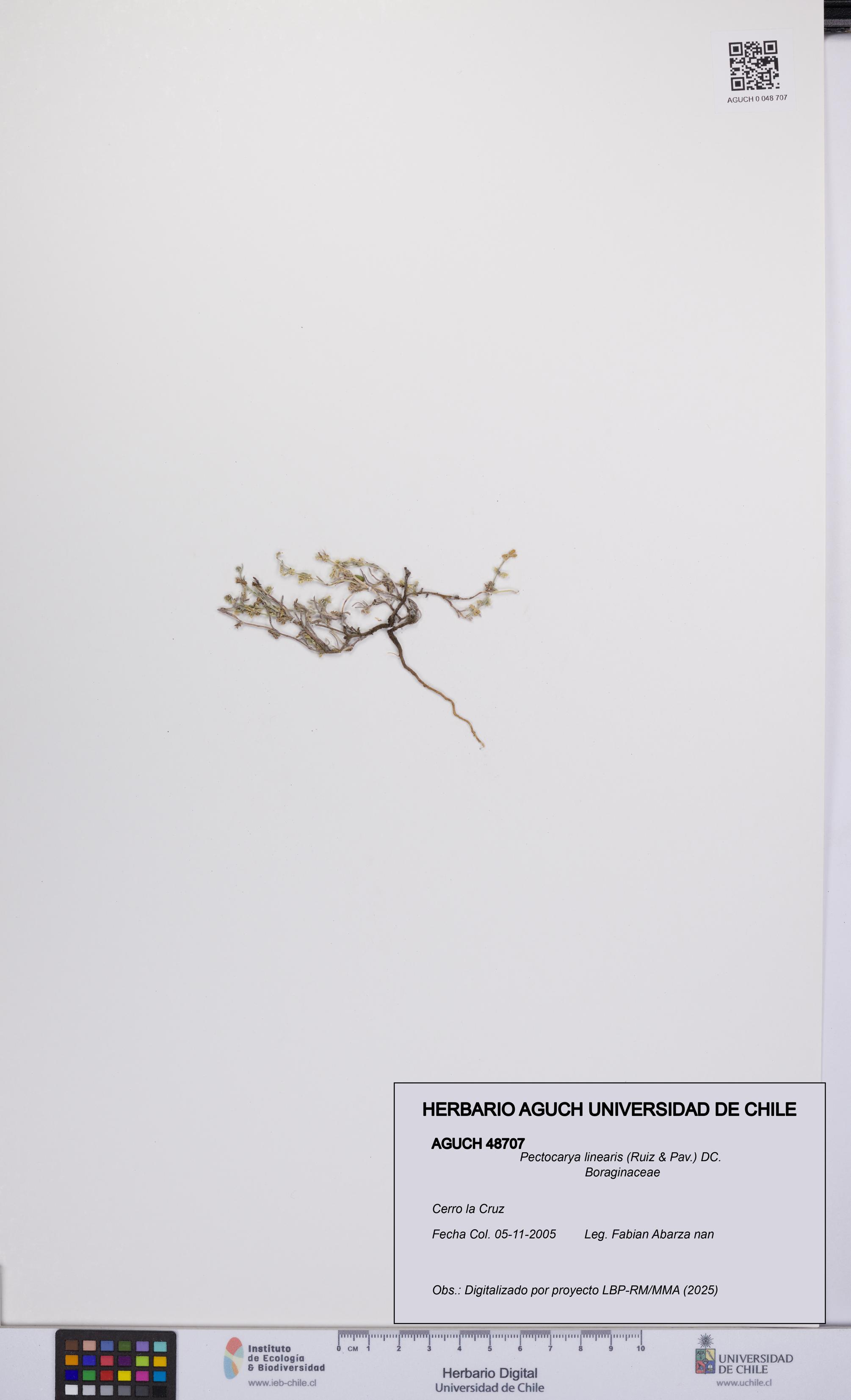 Pectocarya linearis [Espécimen: UCH:AGUCH:0048707]