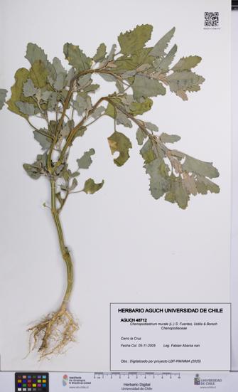 Chenopodiastrum murale [Espécimen: UCH:AGUCH:0048712]