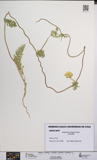 Scyphanthus elegans [Espécimen: UCH:AGUCH:0048747]