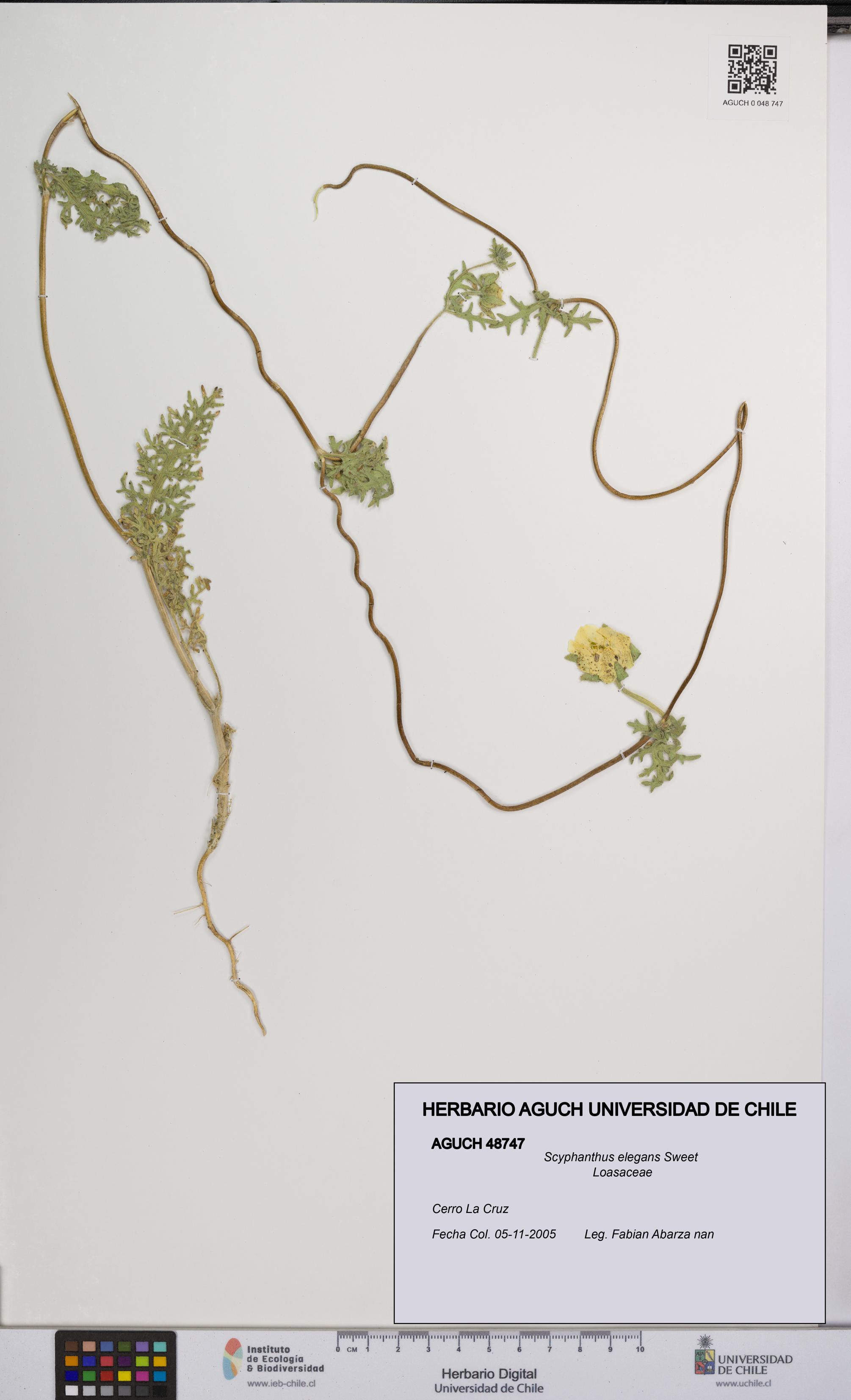 Scyphanthus elegans [Espécimen: UCH:AGUCH:0048747]