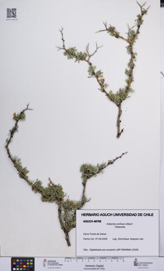 Adesmia confusa [Espécimen: UCH:AGUCH:0048755]