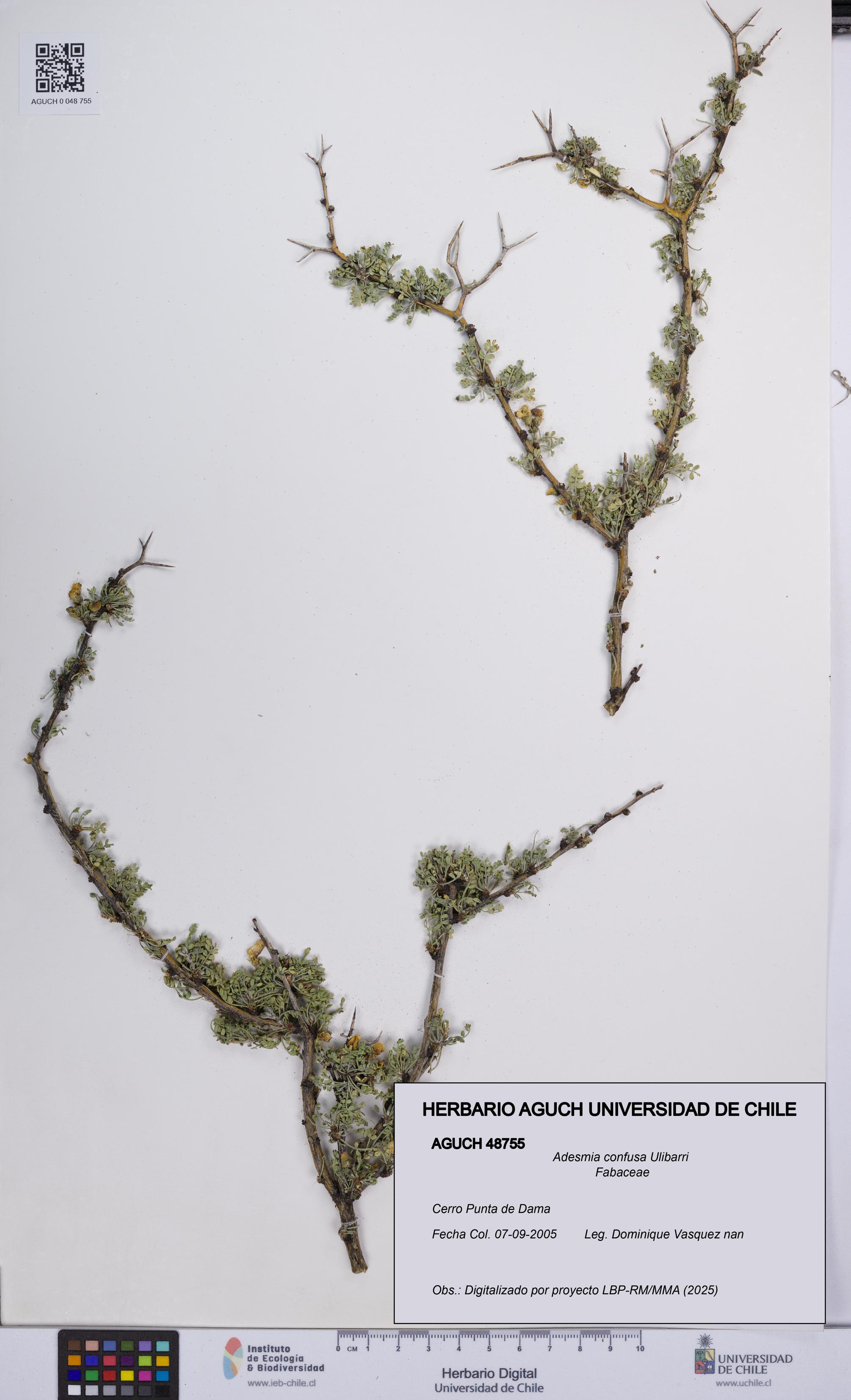 Adesmia confusa [Espécimen: UCH:AGUCH:0048755]