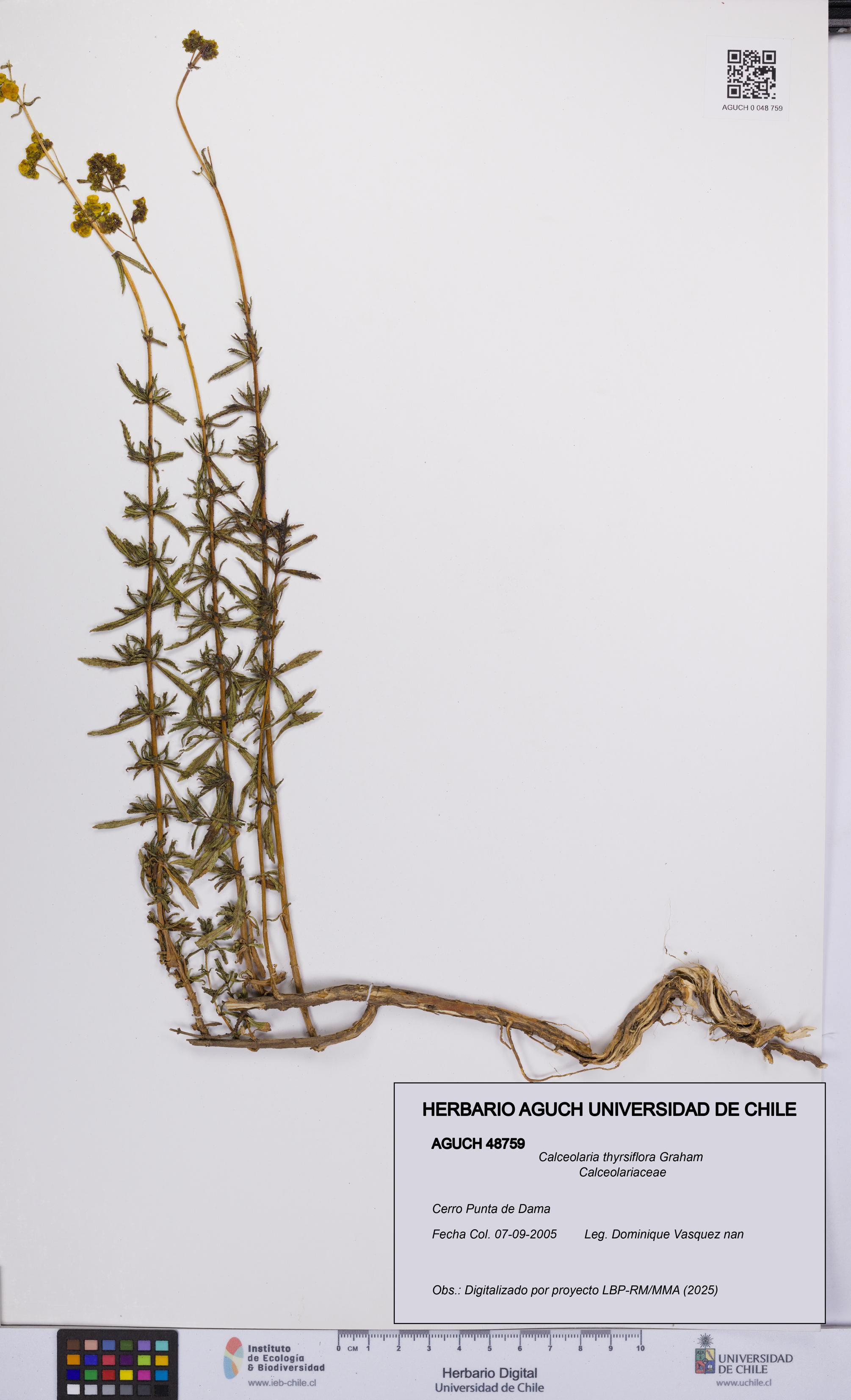 Calceolaria thyrsiflora [Espécimen: UCH:AGUCH:0048759]