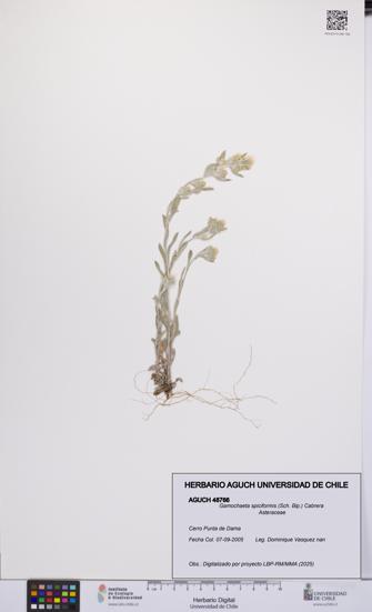 Gamochaeta spiciformis [Espécimen: UCH:AGUCH:0048766]