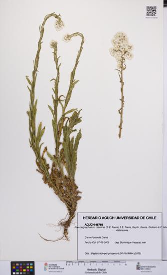 Pseudognaphalium cabrerae [Espécimen: UCH:AGUCH:0048768]