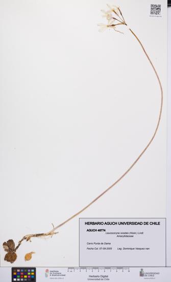Leucocoryne ixioides [Espécimen: UCH:AGUCH:0048774]