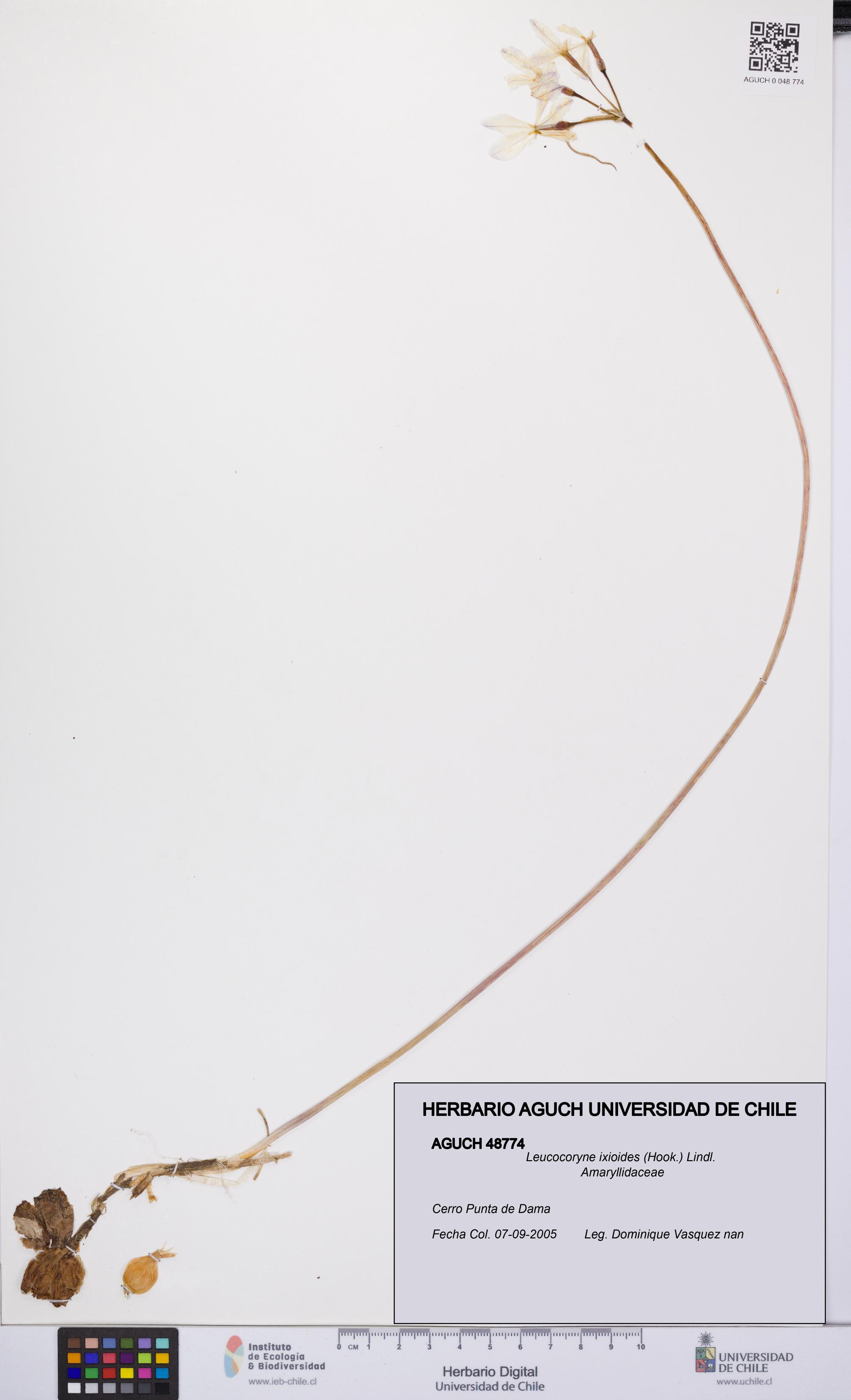 Leucocoryne ixioides [Espécimen: UCH:AGUCH:0048774]