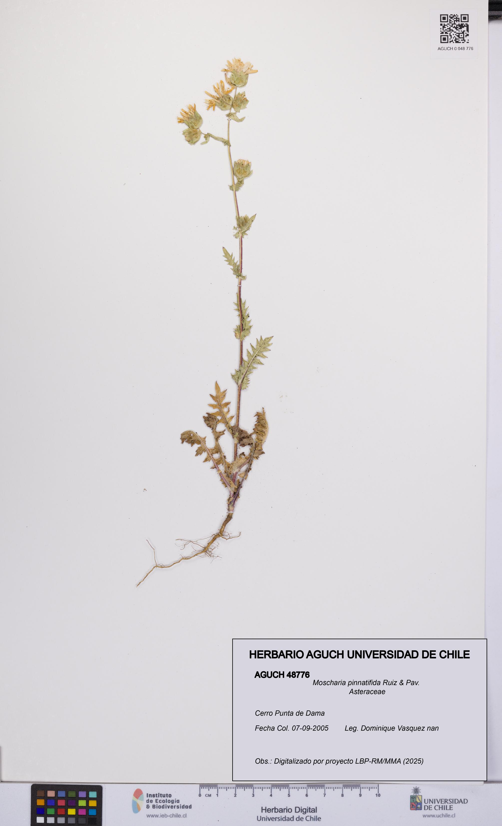 Moscharia pinnatifida [Espécimen: UCH:AGUCH:0048776]