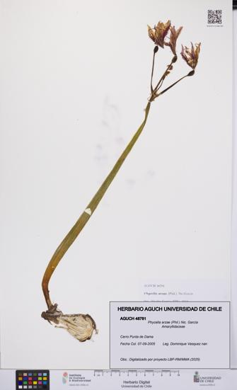 Phycella arzae [Espécimen: UCH:AGUCH:0048781]