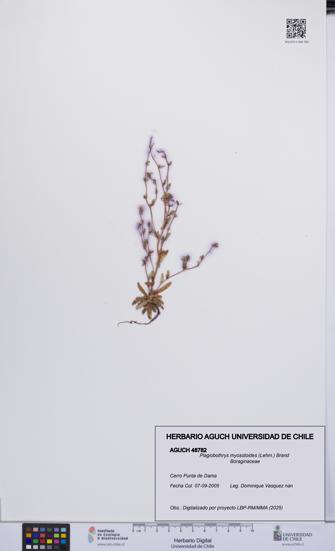 Plagiobothrys myosotoides [Espécimen: UCH:AGUCH:0048782]