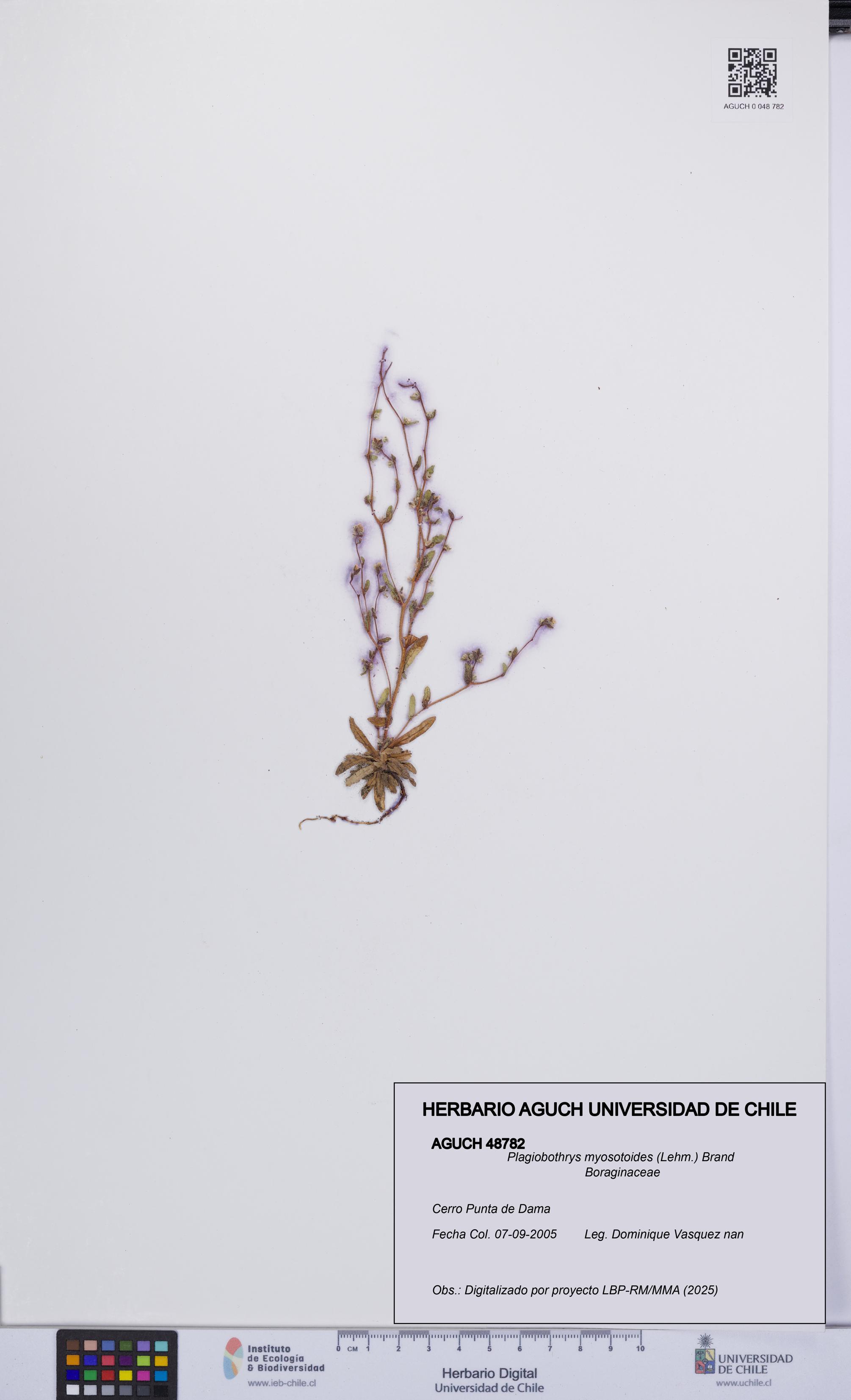 Plagiobothrys myosotoides [Espécimen: UCH:AGUCH:0048782]